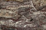 Rare North Pole Dome Stromatolite Slice - Billion Years #243060-1